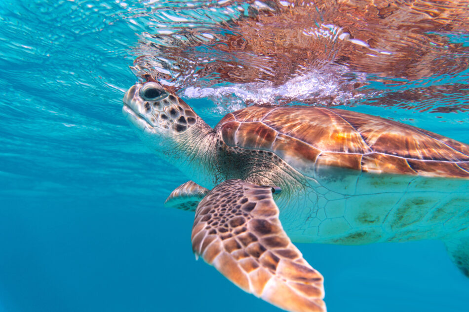 Eco-friendly vacation tips for the conscious traveler